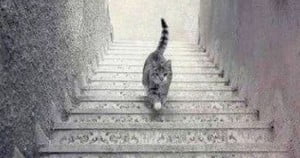 Bu Kedi Nereye Gidiyor?