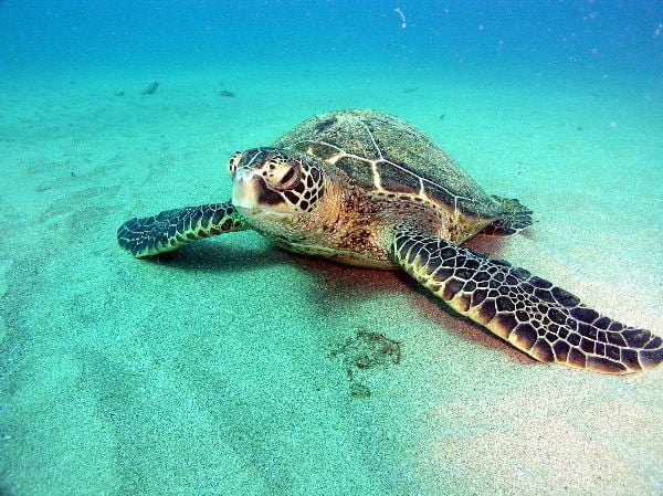 Green Sea Turtle Laying 6001