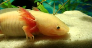 aksolotl