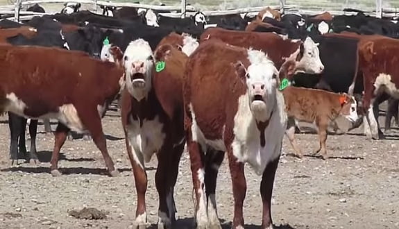 Bu inekler Autotune enerjisi ile şarkı söylüyor