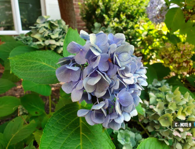 Galaxy Note 9 ve iPhone X kamera karşılaştırması 3