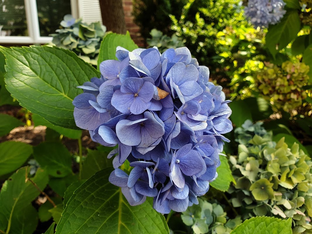 Samsung Galaxy Note 9 first camera samples 6
