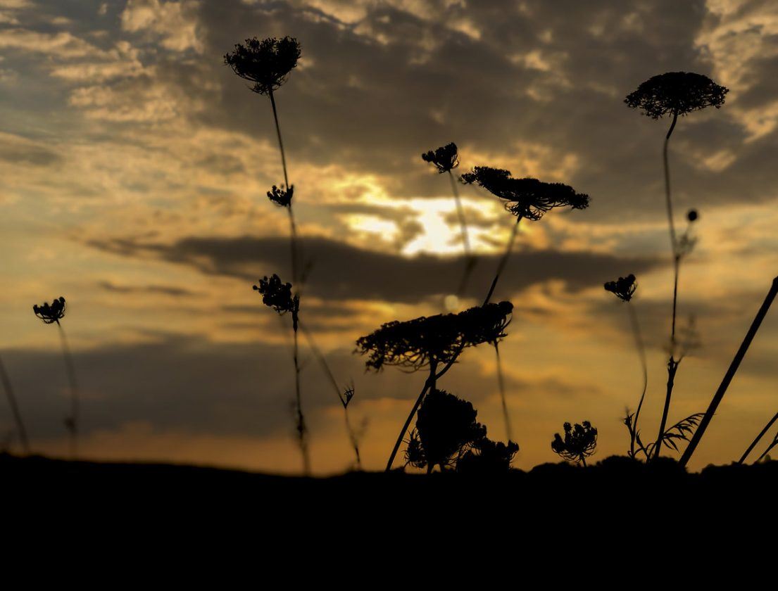 iPhone ile çekilmiş fotoğraflar 4