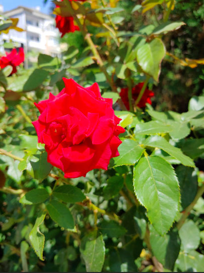 lg g7 galaxy note 9 ve lg g7 kamera karşılaştırması 1