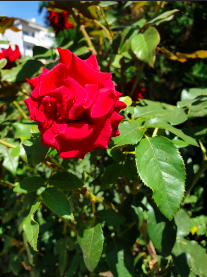 note 9 galaxy note 9 ve lg g7 kamera karşılaştırması 1