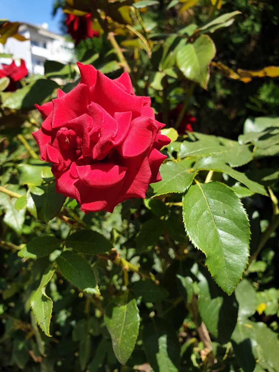 note 9 galaxy note 9 ve oneplus 6 kamera karşılaştırması 1