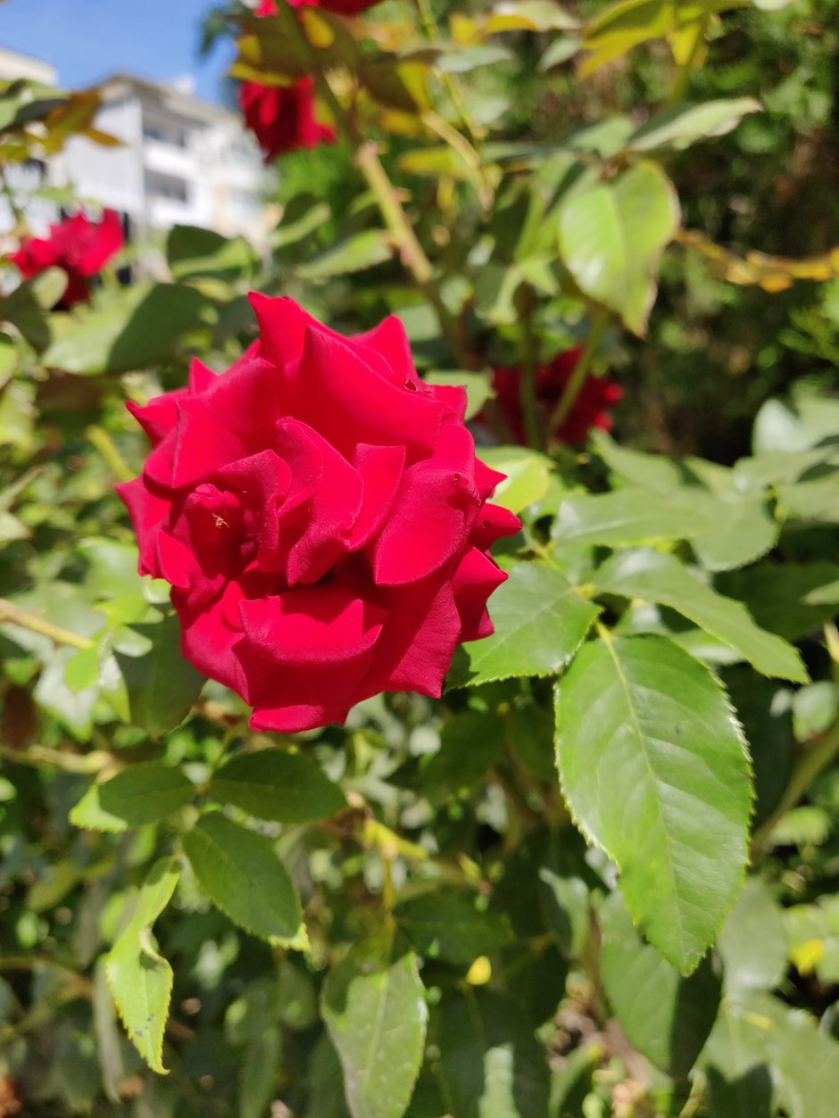 oneplus 6 galaxy note 9 ve oneplus 6 kamera karşılaştırması 1