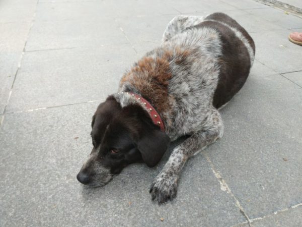 general mobile gm 9 pro 6