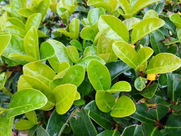 General Mobile GM 9 Pro