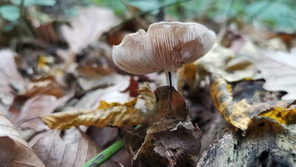 Huawei Mate 20 Pro ile "makro" çekimi yeniden tanımlayın