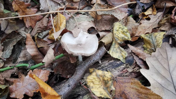 Huawei Mate 20 Pro ile "makro" çekimi yeniden tanımlayın