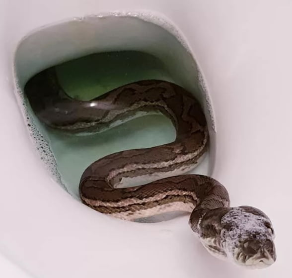 Tuvaletten piton yılanı çıksa ne yaparsınız?