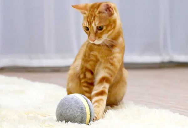 Wicked Ball: Kediler ve köpekler için yeni bir eğlence ve egzersiz aracı