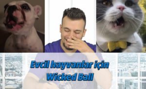 Wicked Ball: Kediler ve köpekler için yeni bir eğlence ve egzersiz aracı