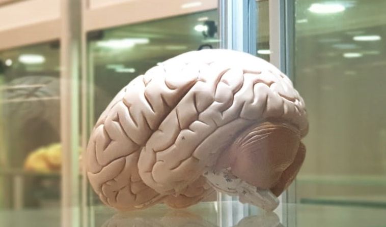 Süper insan yaratmak mümkün mü? 1 beyin
