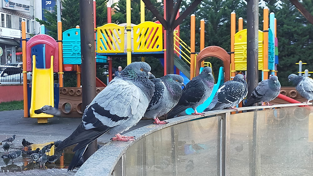 Oppo A9 kamera performansına örnek fotoğraflarla bakıyoruz