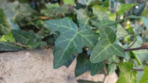 Oppo A9 2020 kamera performansına örnek fotoğraflarla bakıyoruz 14 hrty 1