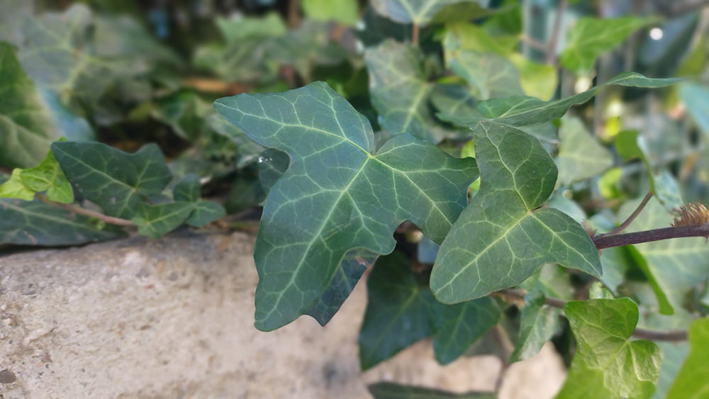 Oppo A9 kamera performansına örnek fotoğraflarla bakıyoruz