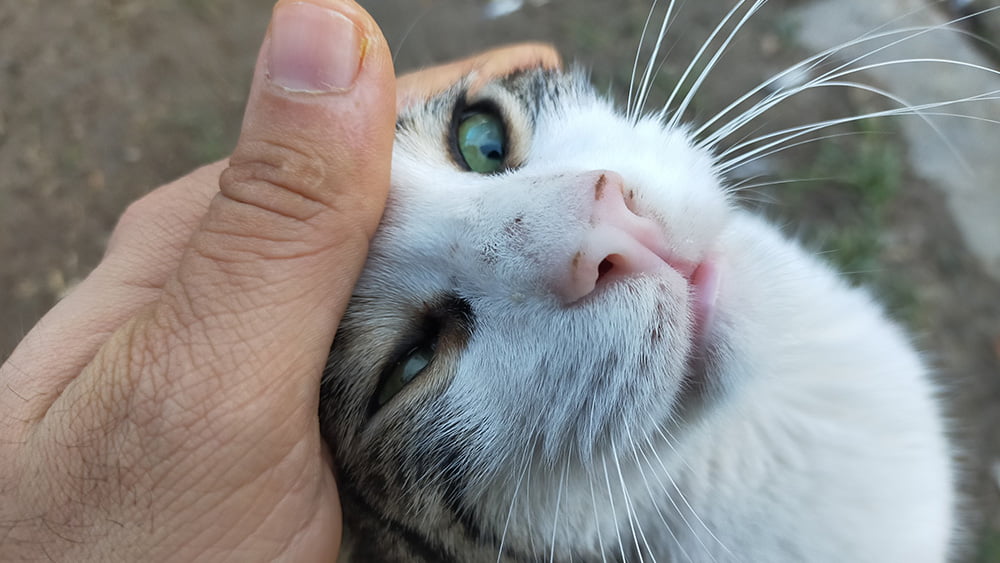 Oppo A9 2020 kamera performansına örnek fotoğraflarla bakıyoruz