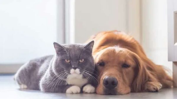 Kedi veya köpek besliyorsanız