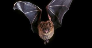 Koronavirüsün kaynağı yarasalar