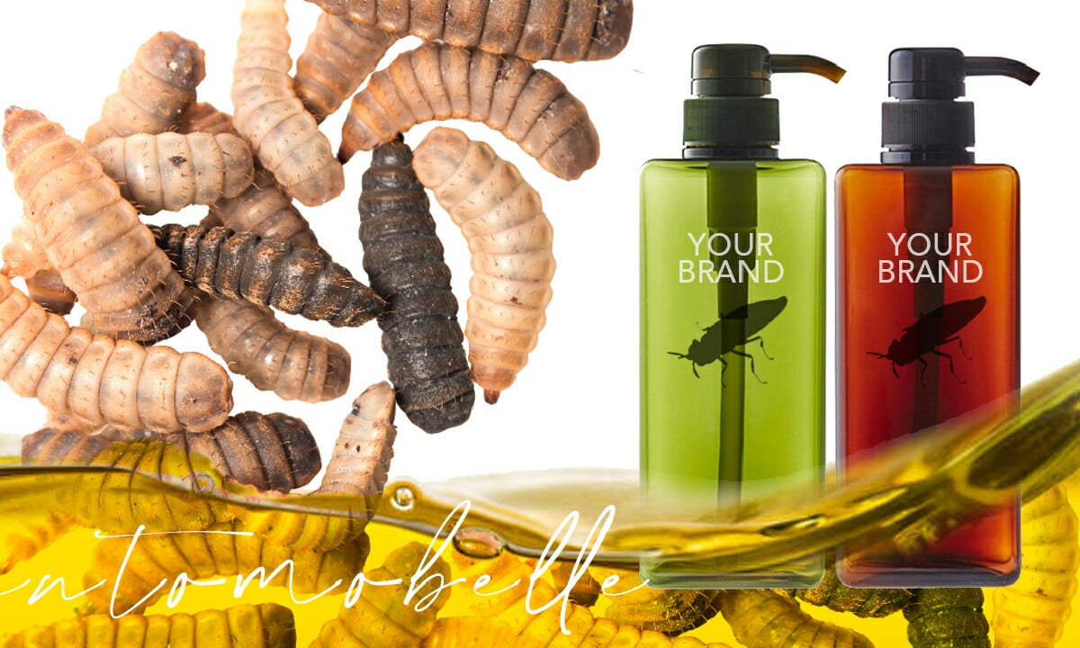 Böceklerden yağ elde etmek imkansız değil 1 böceklerden yağ elde etmek1