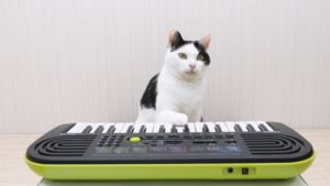 Kedilerin zihin dünyası bilim insanlarının araştırma konusu oldu: Normal değiller 16 dfh