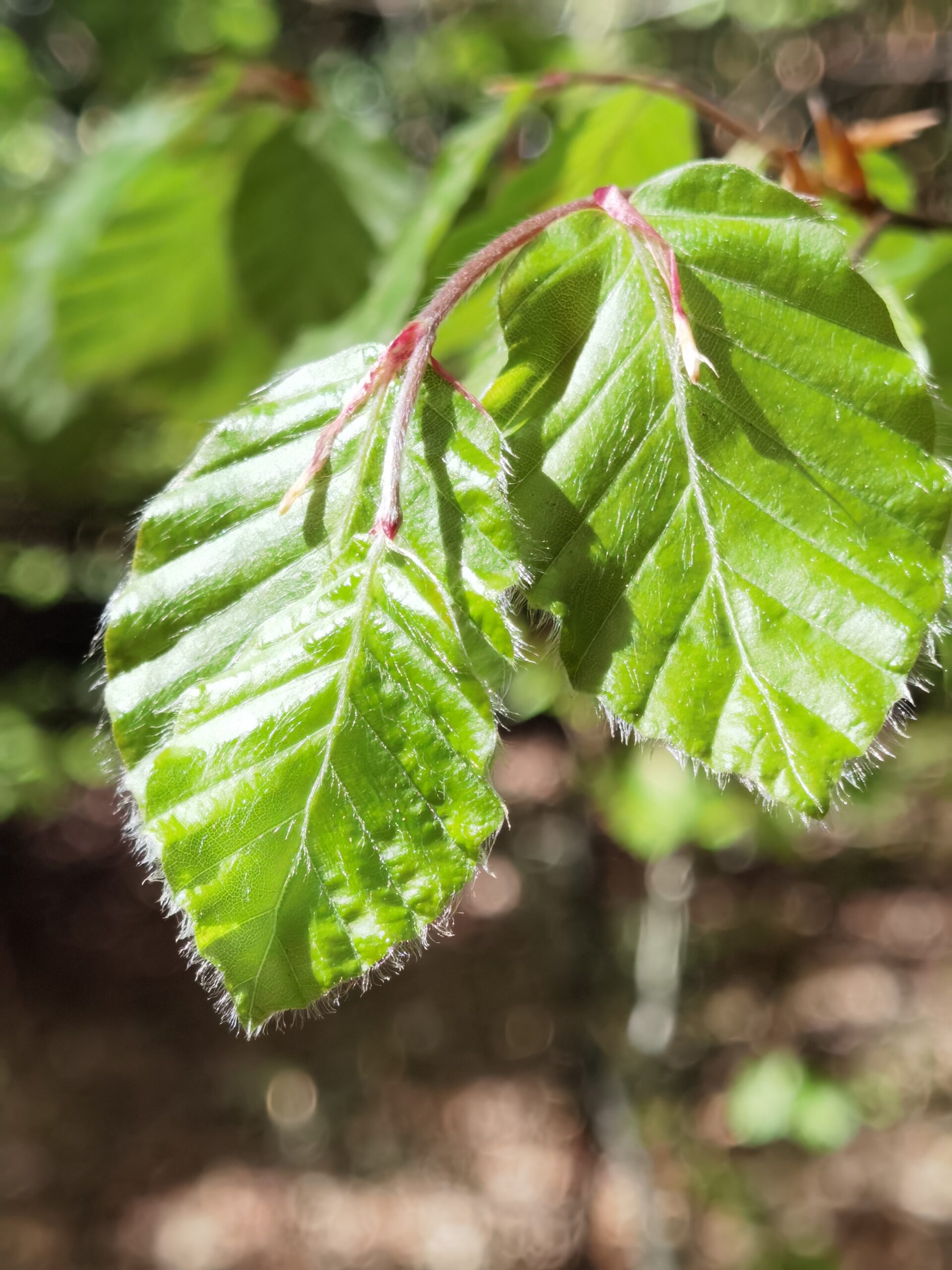 Huawei P40 Pro 29 scaled