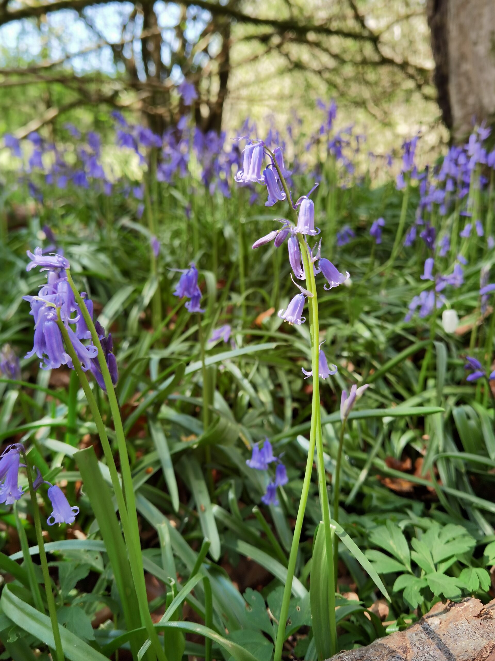 Huawei P40 Pro 35 scaled