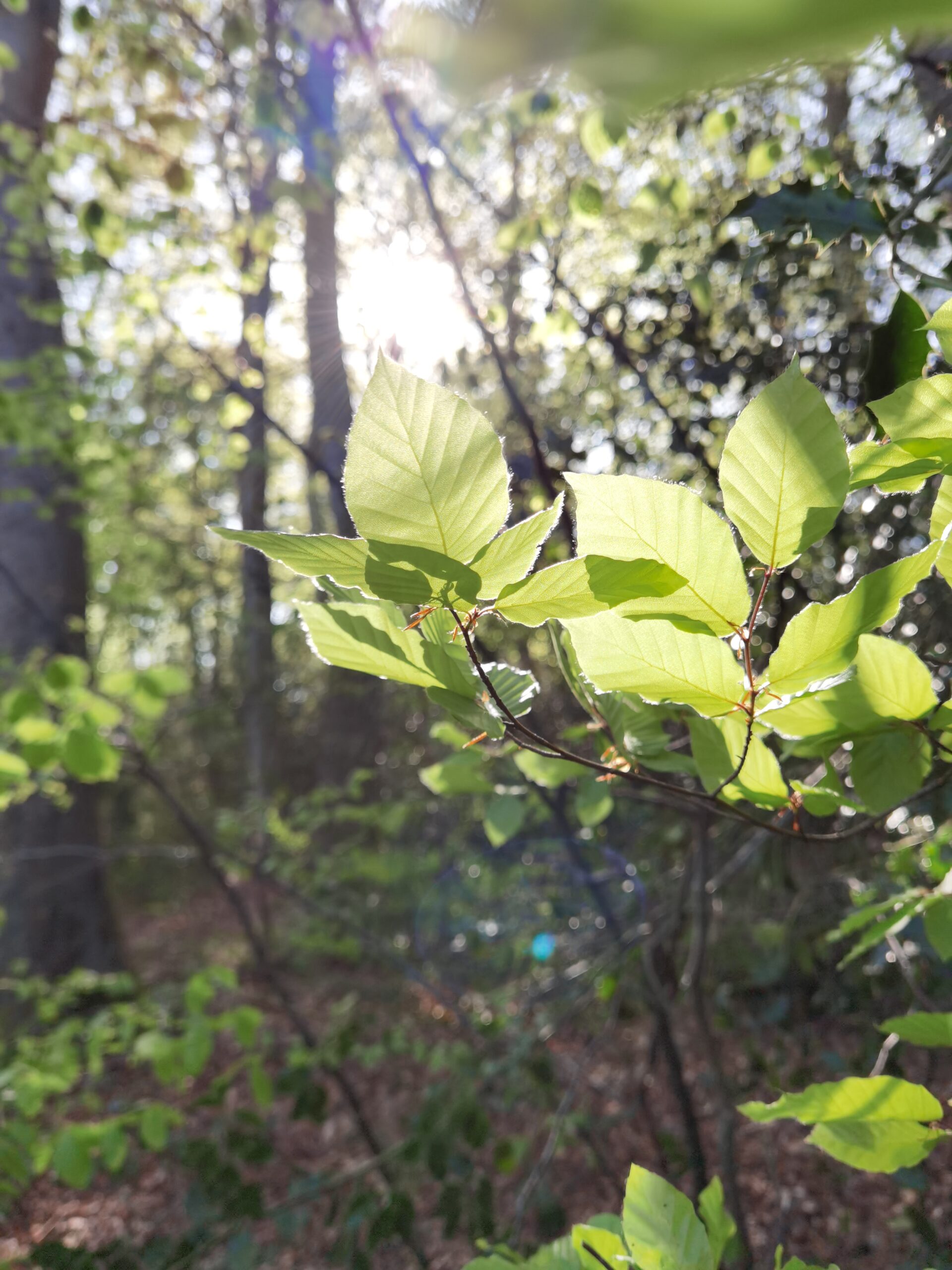 Huawei P40 Pro 44 scaled