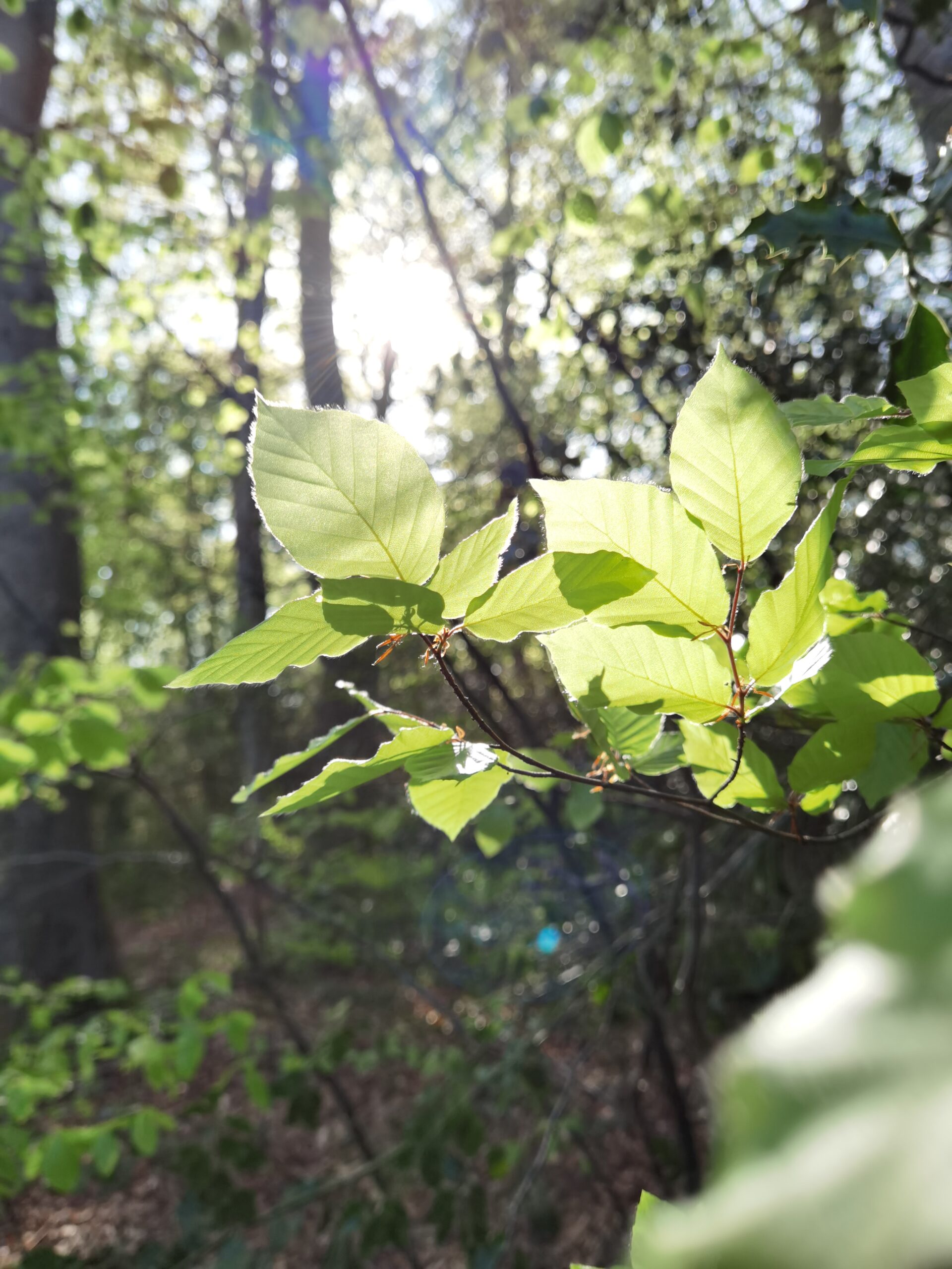 Huawei P40 Pro 45 scaled