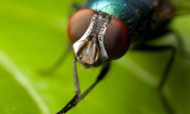 Koronavirüs sivrisinekler aracılığıyla bulaşabilir mi ? 2 Sinek koronavirüs arttırır mı