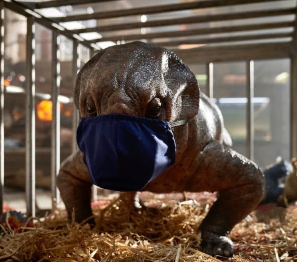 Jurassic World Dominion çekimleri durduruldu 2 jurassic world