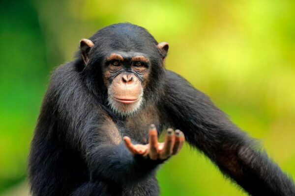 Şempanzeleri öldüren ve insanlara da bulaşabilen yeni bir bakteri keşfedildi!