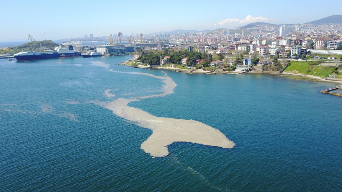 Marmara'da müsilaj sorunu