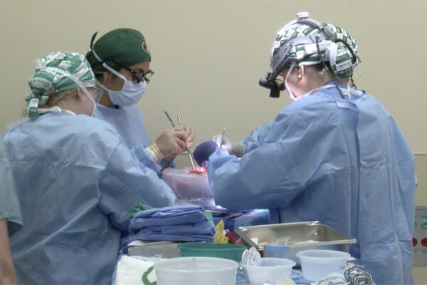Cerrahlar, bir hastaya genetiği değiştirilmiş domuz böbrekleri taktı