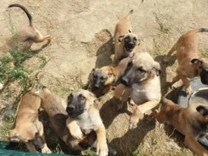 Help Steps ile binlerce sokak hayvanına destek olundu 18 Help Steps