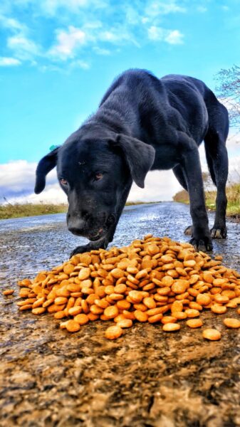 Uçan Patiler 3 140714835