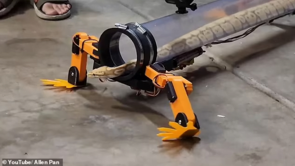 Yılanlar yürüyebilsin diye robot icat edildi!