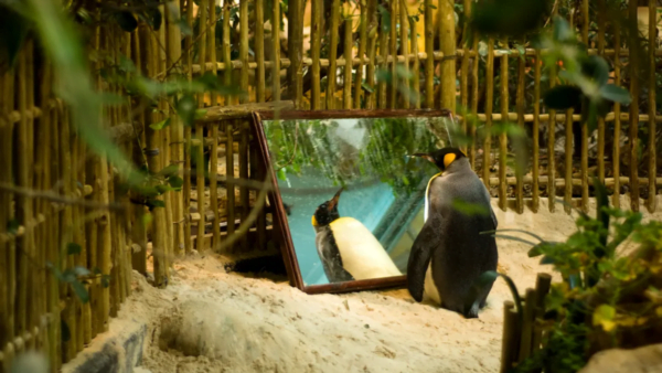 Bilim insanları penguenler hakkında şaşırtıcı bir buluş yaptı