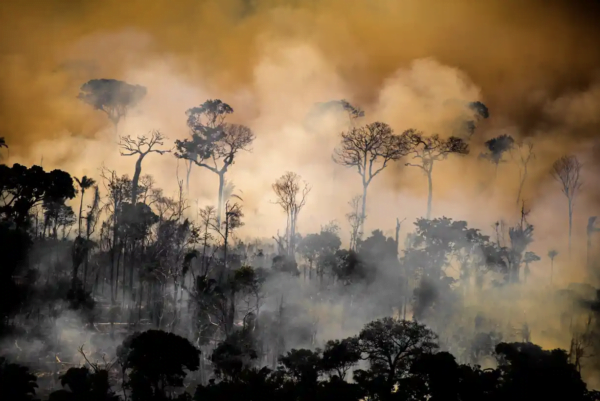 Et talebini karşılamak için altı yılda 800 milyondan fazla Amazon ağacı kesildi