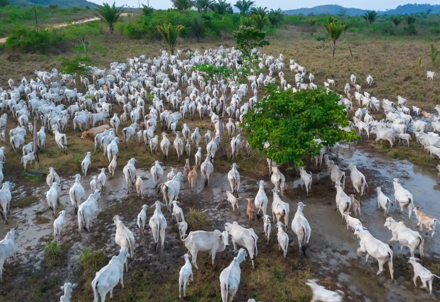 Et talebini karşılamak için altı yılda 800 milyondan fazla Amazon ağacı kesildi