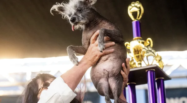 Dünyanın en çirkin köpeği sosyal medyada olay oldu