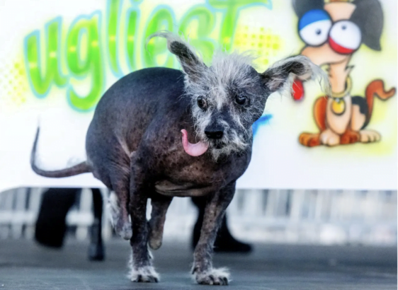 Dünyanın en çirkin köpeği sosyal medyada olay oldu