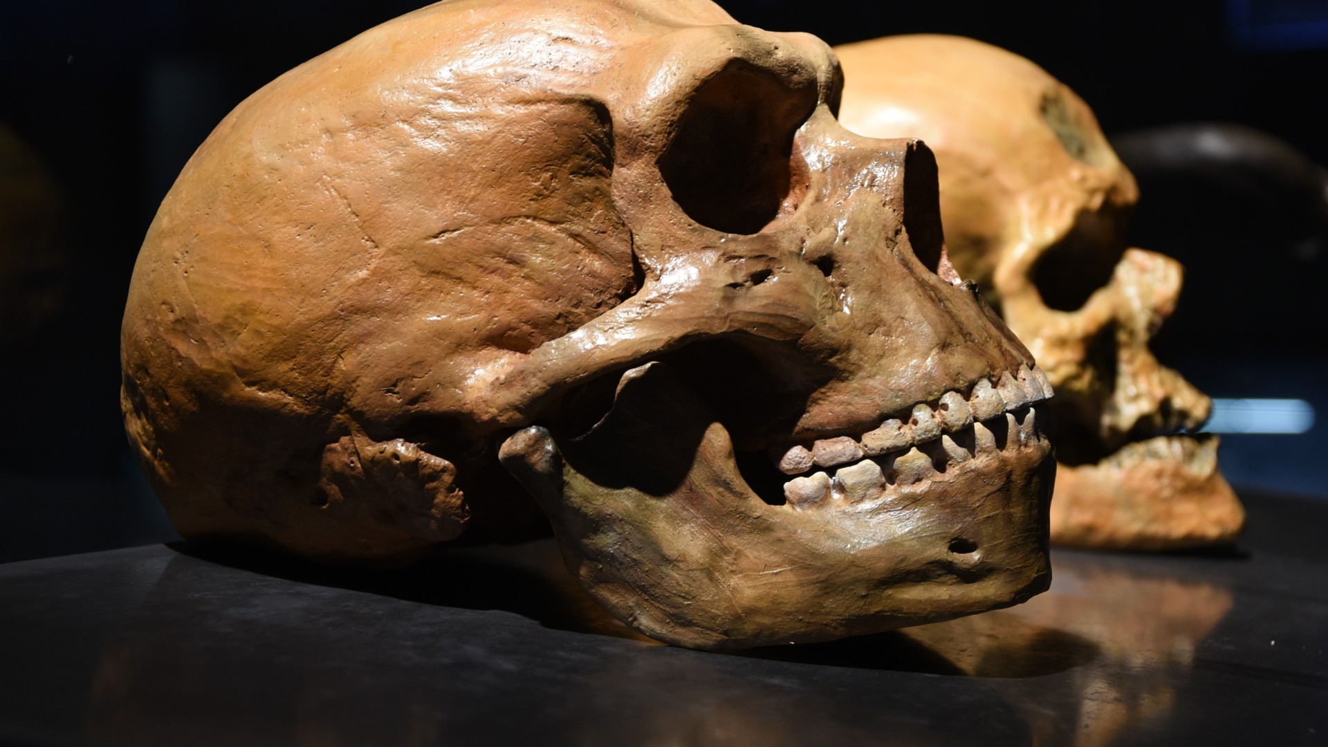 Homo Sapiens Neandertaller hakkında şaşırtıcı buluş!