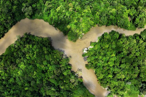 Brezilya tüm zamanların en düşük ormansızlaşma oranlarına ulaştı