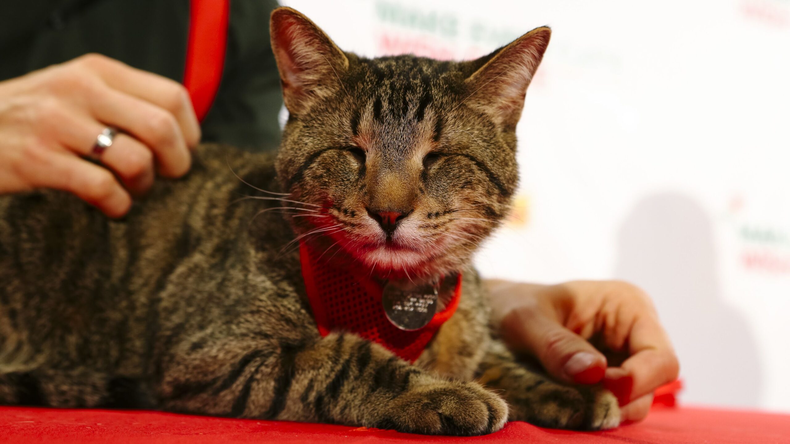 Bilim insanları kedileri anlamanın yolunu buldu 1 Bilim insanları kedileri anlamanın yolunu buldu