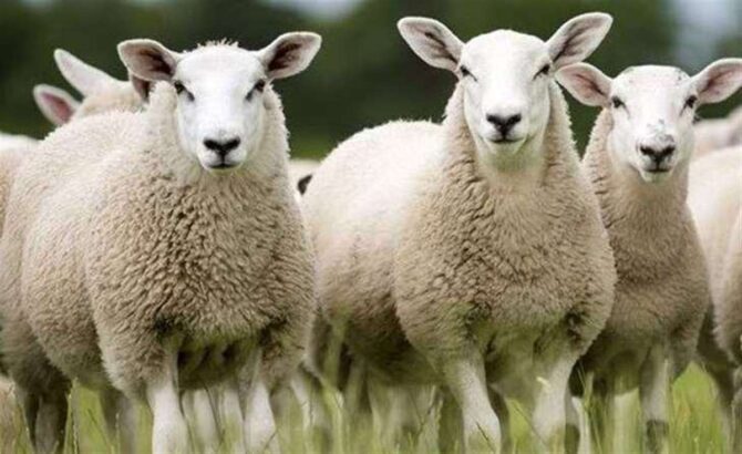 Koyunları 'havai fişekle patlatan' iki öğrenci tutuklandı
