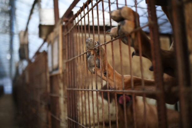Güney Kore'de köpek eti çiftçiliği yasaklandı ancak görünüşe göre çiftçiler bu durumdan pek memnun değil. İşte tüm detaylar.