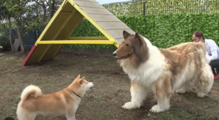 Kendini Köpeğe Dönüştüren Japon Yeni Videosu İle Dikkat Çekti